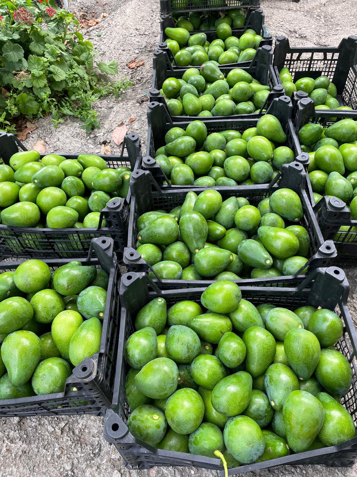 Zahidenin Tropikal Bahçesi 